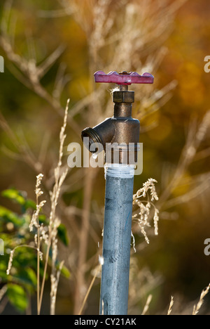 Zapfen mit Wassertropfen Stockfoto