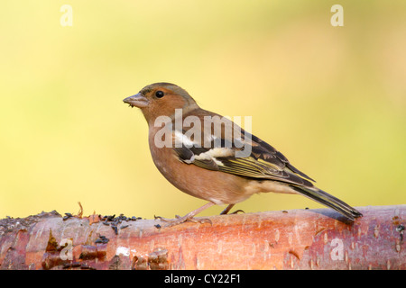 Buchfink "Fringilla Coelebs" thront auf einem Baumstamm Stockfoto