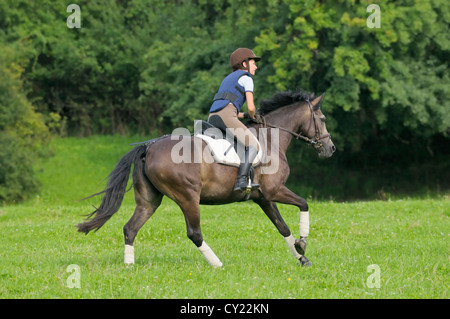 Junge Reiter trägt einen Helm und einen Körperschutz im Galopp auf Rückseite Connemara pony Stockfoto