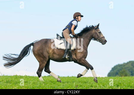 Junge Reiter trägt einen Helm und einen Körperschutz im Galopp auf Rückseite Connemara pony Stockfoto