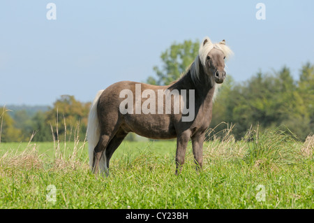 Deutsches Classic-Pony Stockfoto