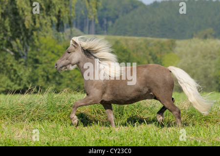 Deutsches Classic-Pony im Feld Stockfoto