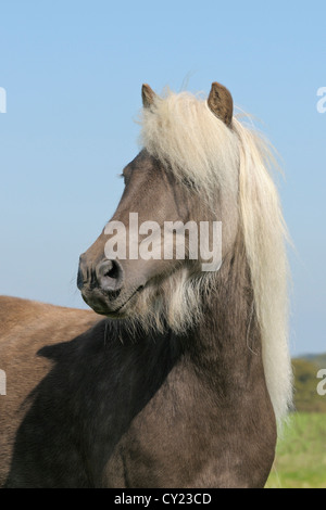 Deutsches Classic-Pony Stockfoto