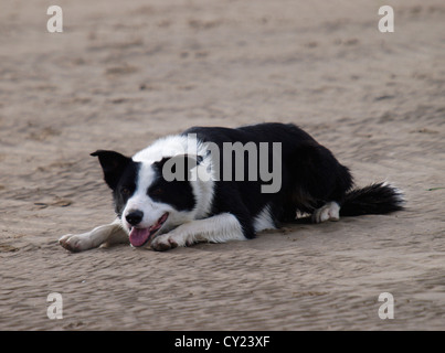 Border-Collie-Schäferhund am Strand, Devon, UK Stockfoto