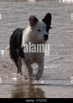 Junge Border Collie am Strand, UK Stockfoto