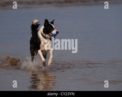 Border-Collie spielen holen im Meer, Devon, UK Stockfoto