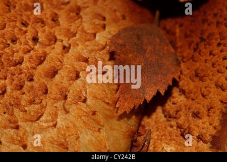 Ein Birkenblatt Braun (Betula) liegt Ona zwei Pilze Stockfoto