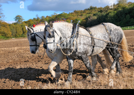 Zwei Percheron-Dapfel-graue Schwerpferde, die an einem Pflügerspiel im Weald and Downland Living Museum, Singleton, West SÜSS, teilnehmen Stockfoto