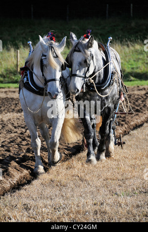 Zwei Percheron-Dapfel-graue Schwerpferde, die an einem Pflügerspiel im Weald and Downland Living Museum, Singleton, West SÜSS, teilnehmen Stockfoto