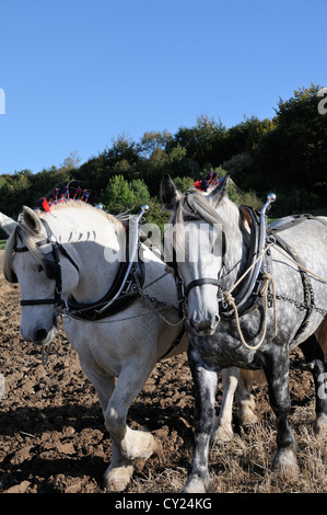 Zwei Percheron-Dapfel-graue Schwerpferde, die an einem Pflügerspiel im Weald and Downland Living Museum, Singleton, West SÜSS, teilnehmen Stockfoto