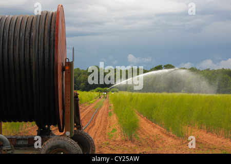 Bewässerung-Spritze in ein Spargelfeld Stockfoto