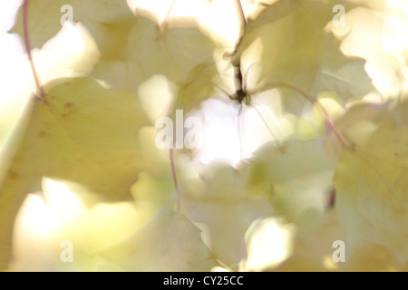 Die gelben Blätter von einem Ahorn (Acer SP.) Zittern in der Herbstwind Stockfoto