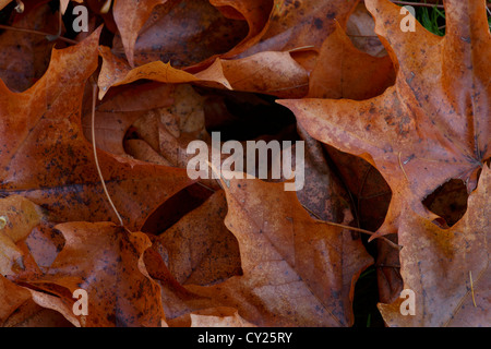 Ahornblätter im Herbst farbige (Acer SP.) sind auf einer Wiese gefallen. Stockfoto