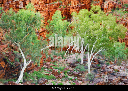 Ghost Gums und roten Klippen der Trephina Gorge. Stockfoto