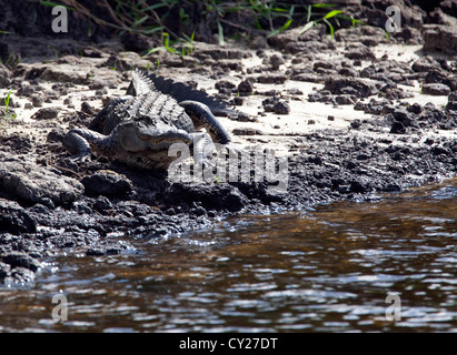 Amerikanischer Alligator am St. Johns River in Florida USA Stockfoto