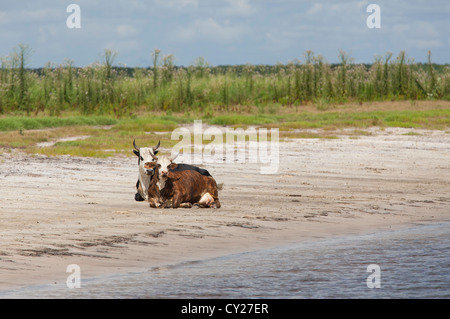 Amerikanischer Alligator am St. Johns River in Florida USA Stockfoto