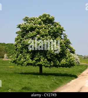 Rosskastanie Baum in voller Blüte Widford Oxfordshire England UK Stockfoto