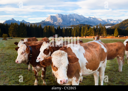 einige Kühe auf der Weide in Bayerische Alpen Stockfoto