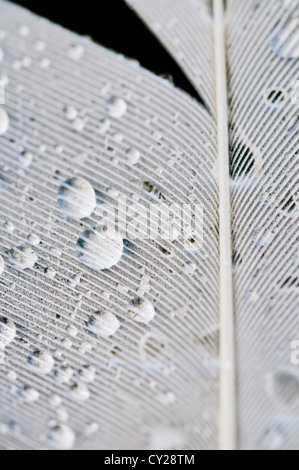 Cloe, ein Schwan-Feder mit Wassertröpfchen bedeckt Stockfoto