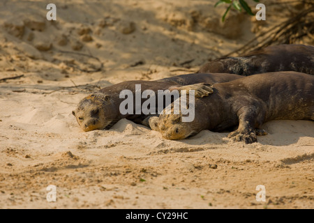 Zwei Riesenotter (Pteronura Brasiliensis) Ruhe am Ufer Flusses. Stockfoto