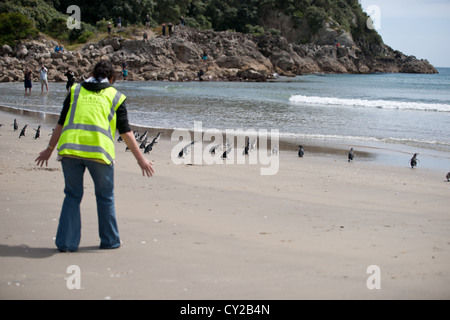 Pinguin-Freisetzung nach Erholung von Auswirkungen der Katastrophe und Oil Spill Schiff, Mount Maunganui 2011, Stockfoto