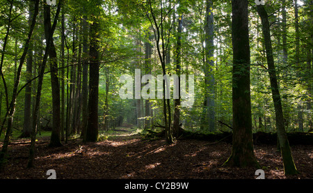 Schmalen Pfad Kreuzung alte Laubbäume Stand von Białowieża Wald Landschaftsschutzgebiet in Herbstmorgen Stockfoto