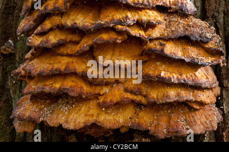Alte Riesen Schwefel Regal Pilze closeup Stockfoto