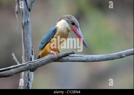 Storch-billed Eisvogel (Halcyon Capensis), Bandhavgarh National Park, Madhya Pradesh, Indien Stockfoto