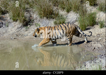 Bengal-Tiger (Panthera Tigris) Stockfoto