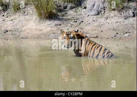 Bengal-Tiger (Panthera Tigris) Stockfoto