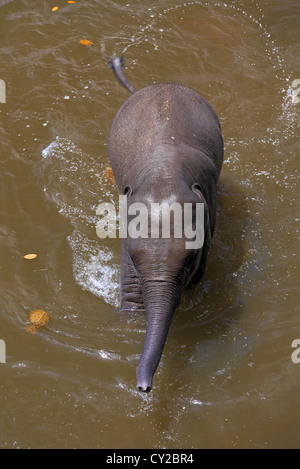 Elefanten bei Pinnawala Elefanten-Waisenhaus in Sri Lanka. Stockfoto