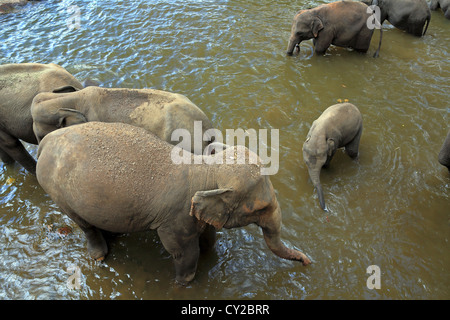 Elefanten bei Pinnawala Elefanten-Waisenhaus in Sri Lanka. Stockfoto