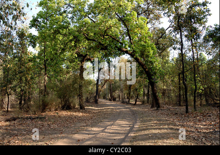 Waldweg in Bandhavgarh National Park, Madhya Pradesh, Indien Stockfoto