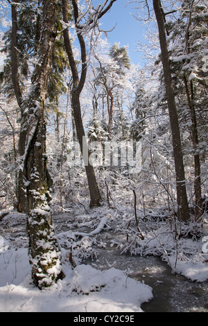 Schneefall nach Feuchtgebiet Stand morgens mit Schnee umhüllt Bäume und gefrorenes Wasser rund um Stockfoto