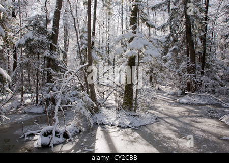 Schneefall nach Feuchtgebiet stehen morgens mit Schnee umhüllt Bäume im Hintergrund und gefrorenes Wasser im Vordergrund Stockfoto