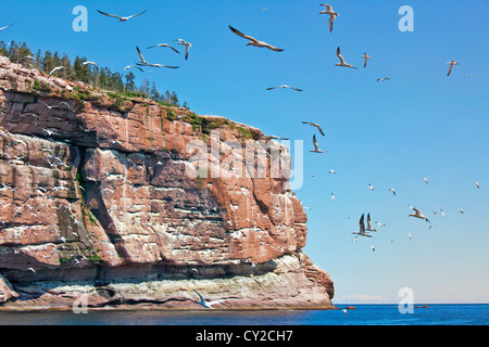 Nördlichen Brutkolonie der Basstölpel (Morus Bassanus) ist eine geschützte Umgebung auf Bonaventure Island, Gaspe, Quebec, Kanada. Stockfoto