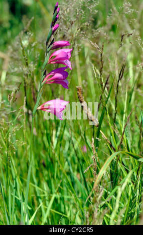 Gladiolus Illyricus in einer Klippe Wiese wächst. Ribadeo. Ribadeo, Lugo, Galicien, Spanien. Stockfoto