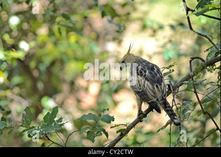 Veränderbare Falken Adler (Spizaetus Cirrhatus) in Bandhavgarh National Park, Madhya Pradesh, Indien Stockfoto