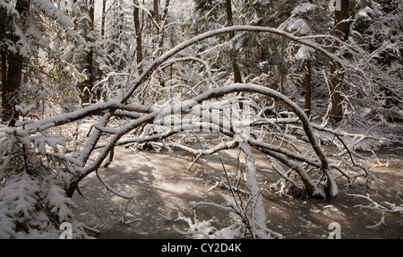 Schneefall nach Feuchtgebiet Stand morgens mit Schnee umhüllt Bäume und gefrorenes Wasser rund um Stockfoto