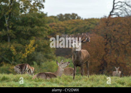 Rotwild-Hirsch (Cervus Elaphus) von Frauen umgeben. Stockfoto