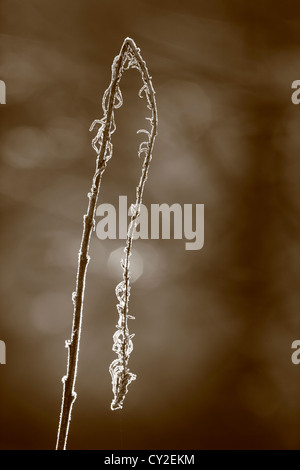 Raureif ist auf die welken Blätter einer Pflanze Weidenröschen (Epilobium Angustifolium) glitzern. Stockfoto