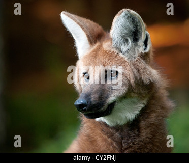 Mähnenwolf (Profil) Stockfoto