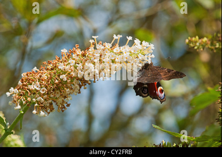 Pfauenschmetterling, der auf dem weißen Buddleia-Blütenkopf nectaring Stockfoto