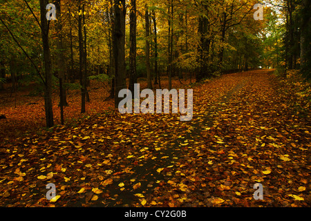 Buntes Herbstlaub in einem Wald unterwegs. Stockfoto