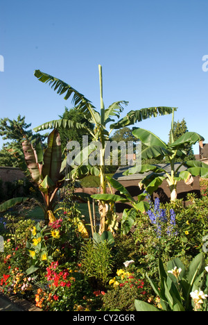 Bananen in einem englischen Garten Stockfoto