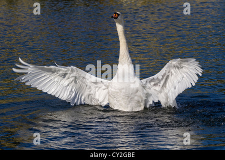 geflügelte Schwan zu öffnen Stockfoto