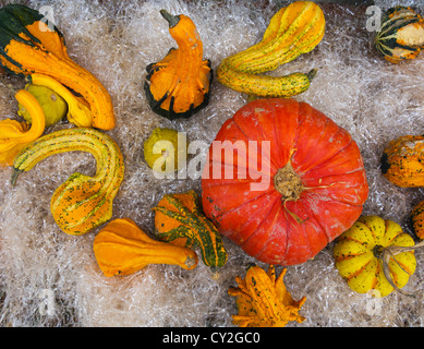 Bauernherbst-Kürbis, Kürbis anzeigen Stockfoto