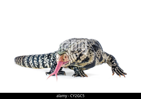 Schwarz und weiß argentinischer Teju auf weißem Hintergrund. Stockfoto