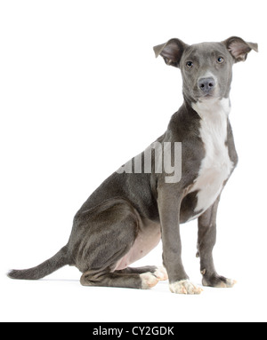 Hund/Pitbull/Weimaraner-Mix (Canis Lupus Familiaris) Welpen isoliert auf weißem Hintergrund Stockfoto