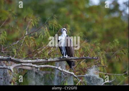 Fischadler thront am Fluss Haines Creek Lake County Leesburg, Florida USA Stockfoto